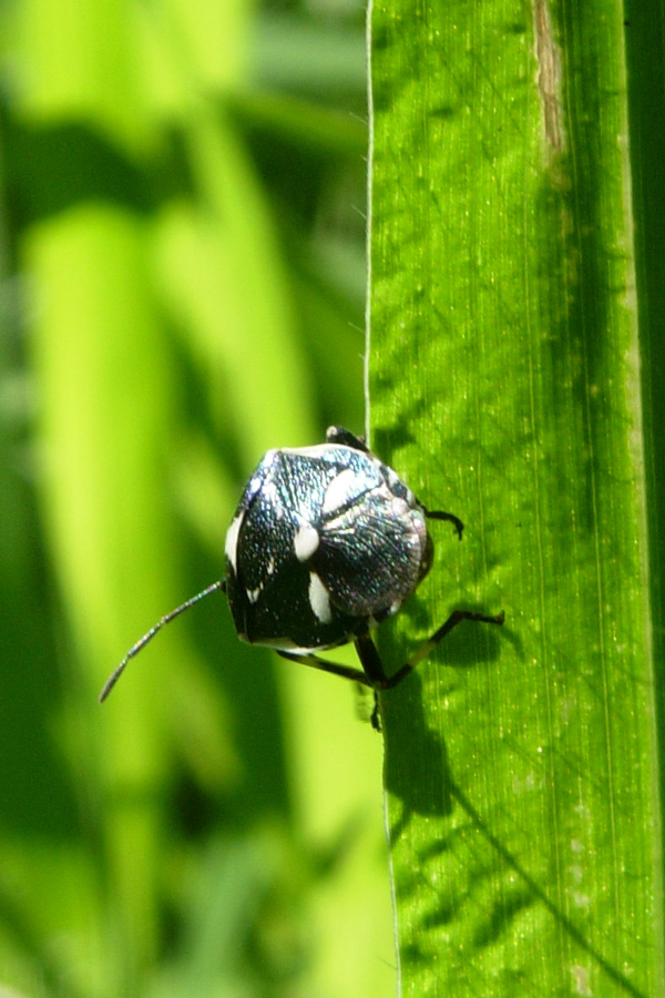 Eurydema oleracea:  sembrerebbe Tritomegas, ma non lo  ...